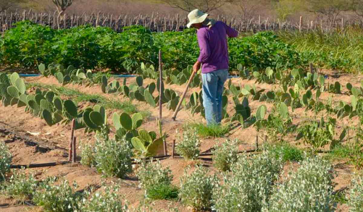 Agricultura familiar no nordeste