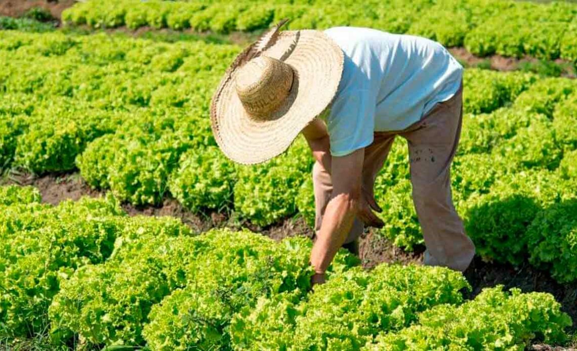 Agricultor trabalhando na sua lavoura