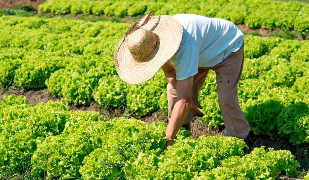 Agricultor trabalhando na sua lavoura