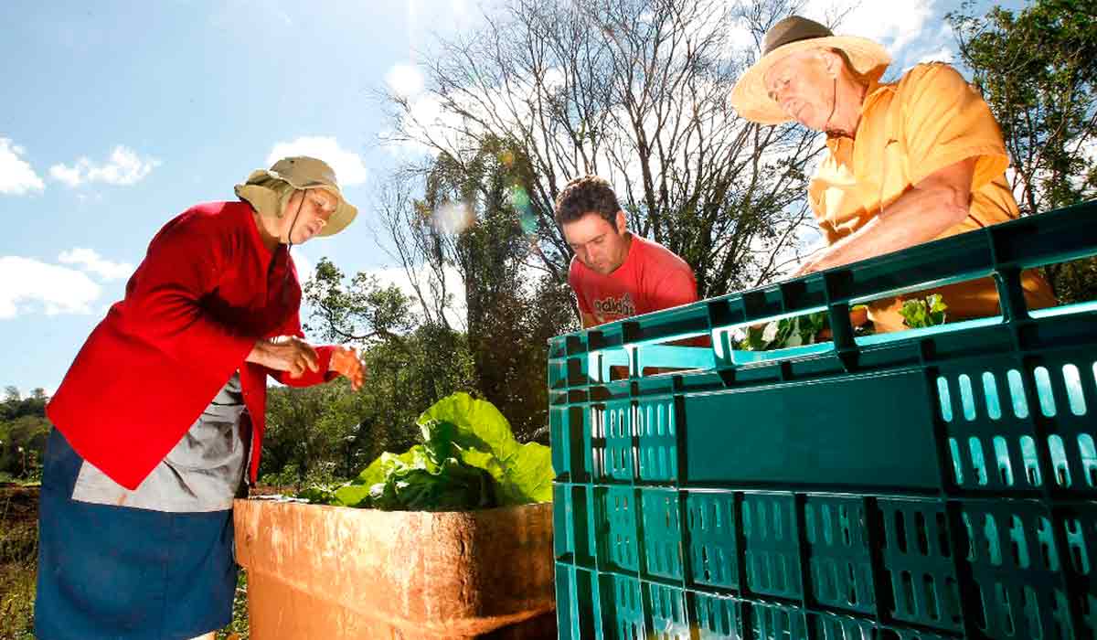 Agricultores preparando os produtos colhidos para o mercado