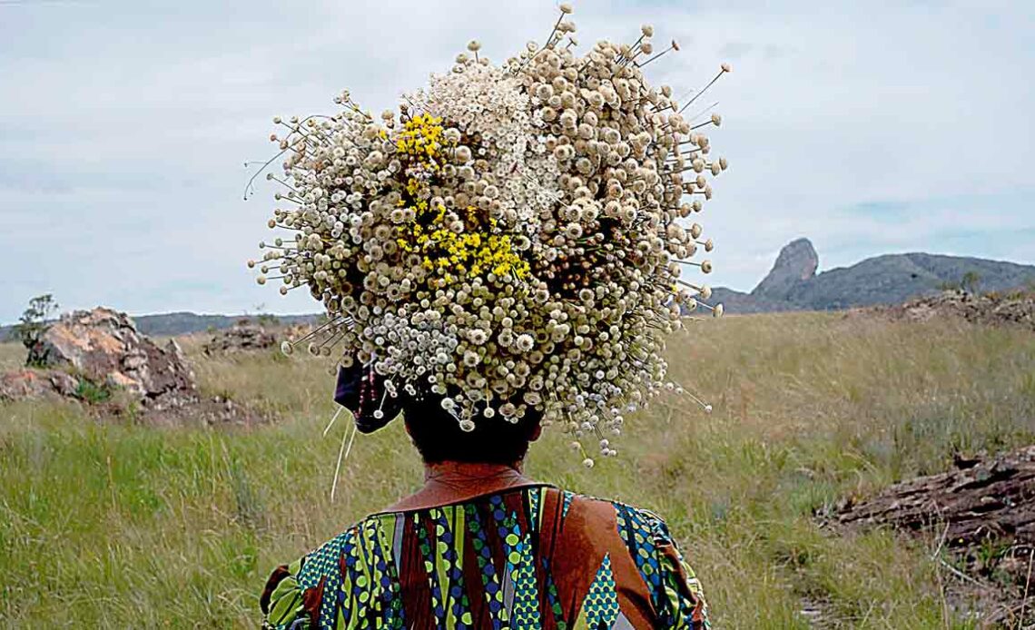 Os apanhadores de sempre vivas da Serra do Espinhaço aumentam a biodiversidade e preservam as tradições