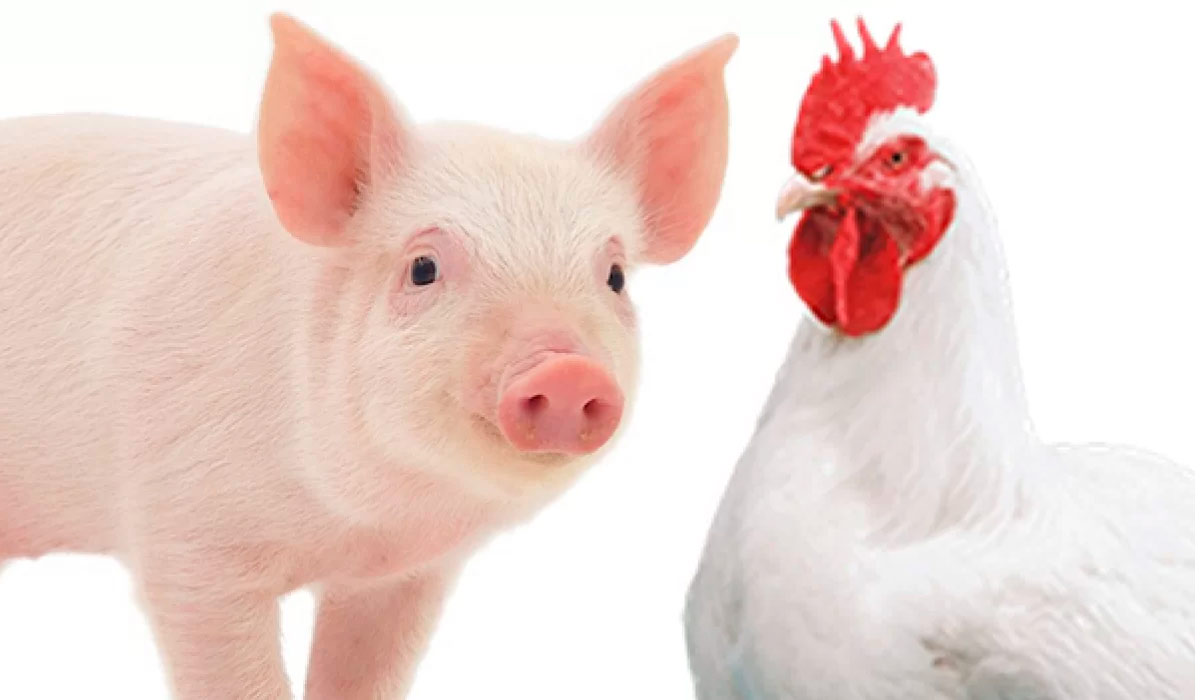 Suíno e frango Suíno e frango