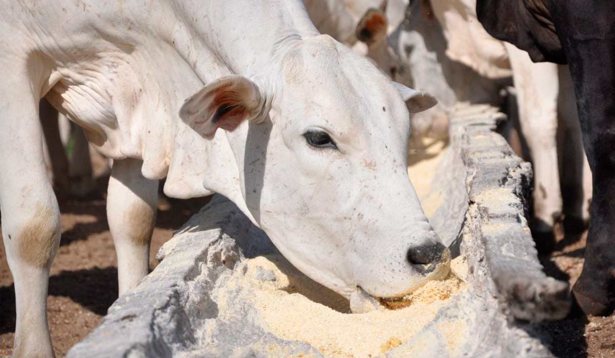 Animais recebendo suplementação no cocho