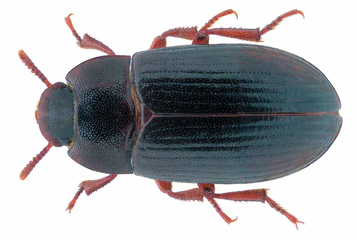 Cascudinho (Alphitobius diaperinus)