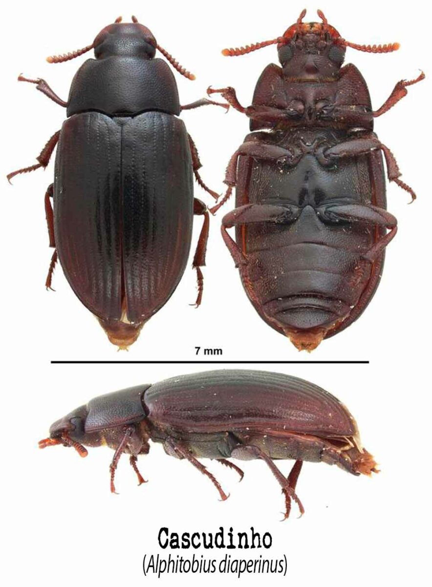 Cascudinho (Alphitobius diaperinus) - Vistas dorsal, ventral e lateral