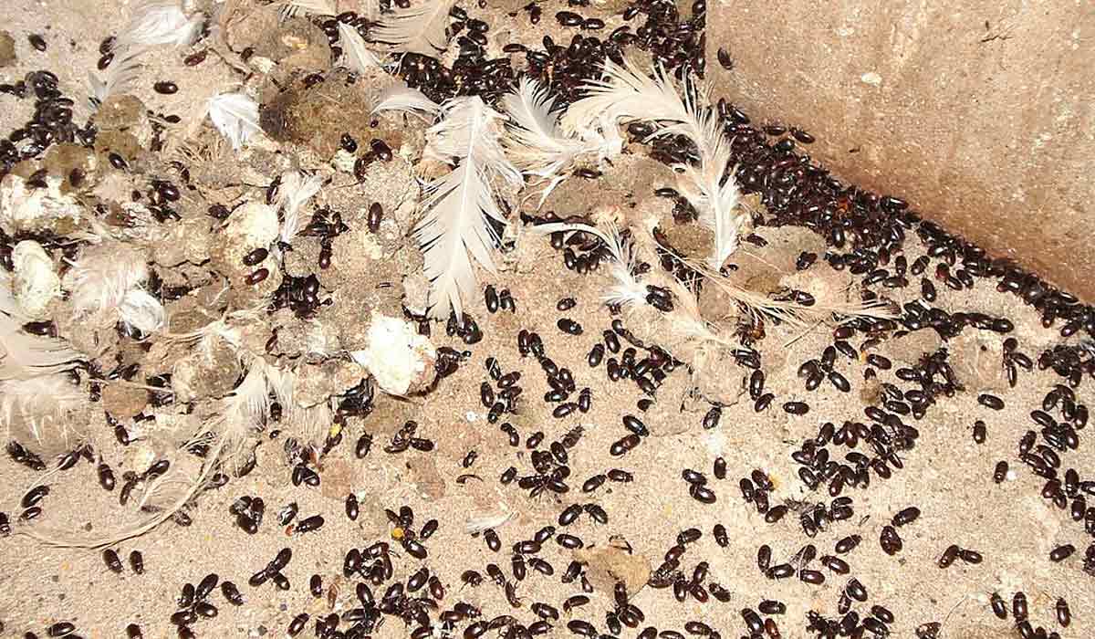 Cascudinho (Alphitobius diaperinus) no piso de um galpão avícola