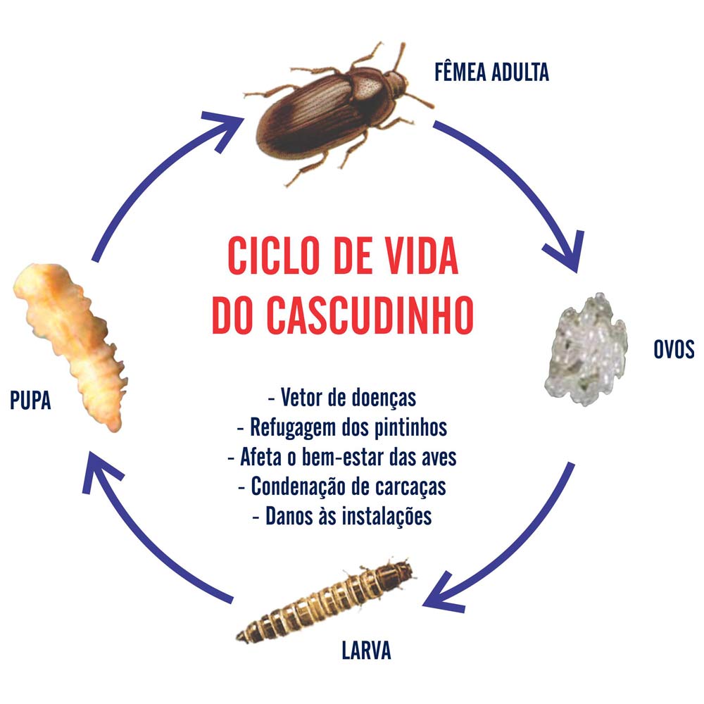 Ciclo de vida do cascudinho (Alphitobius diaperinus)