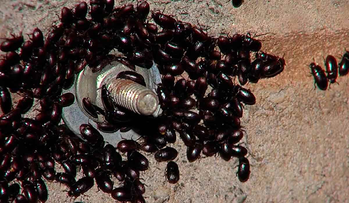 Infestação de cascudinho (Alphitobius diaperinus)