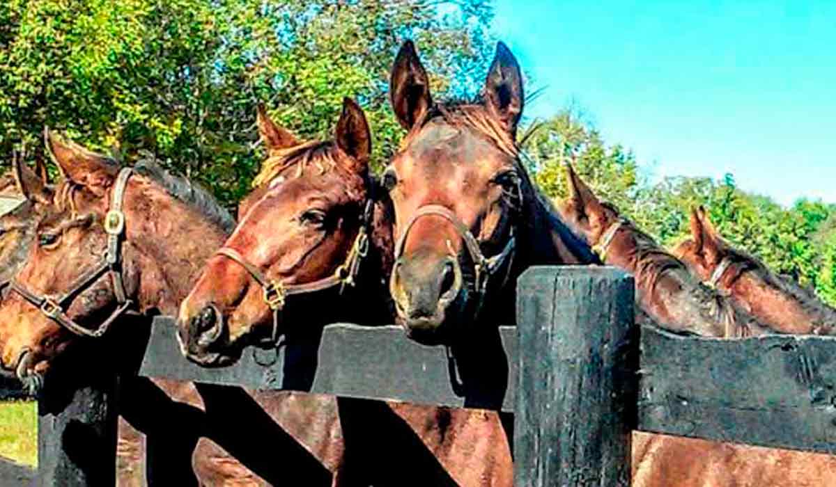 Cavalos juntos à cerca do piquete