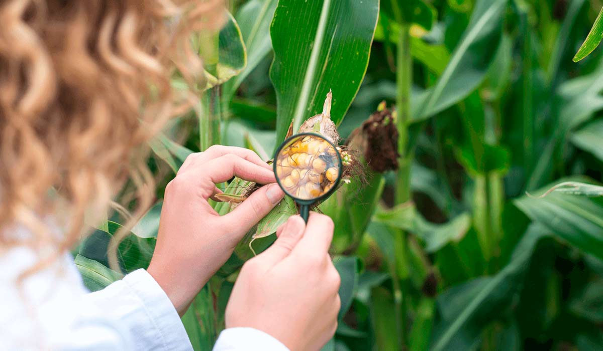 Agrônoma examinando uma planta