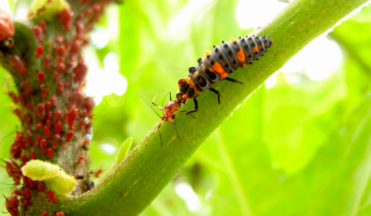 Controle biológico - Larva de joaninha se alimentando de pulgão