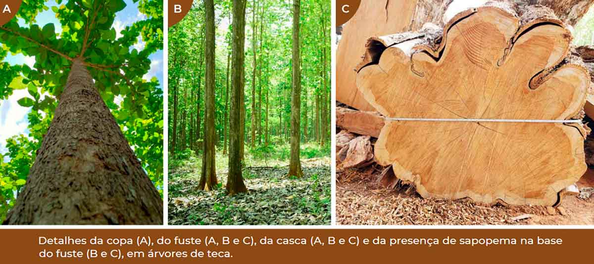 Copa, fuste, casca e corte transversal da sapopema da teca - Foto: Maurel Behling