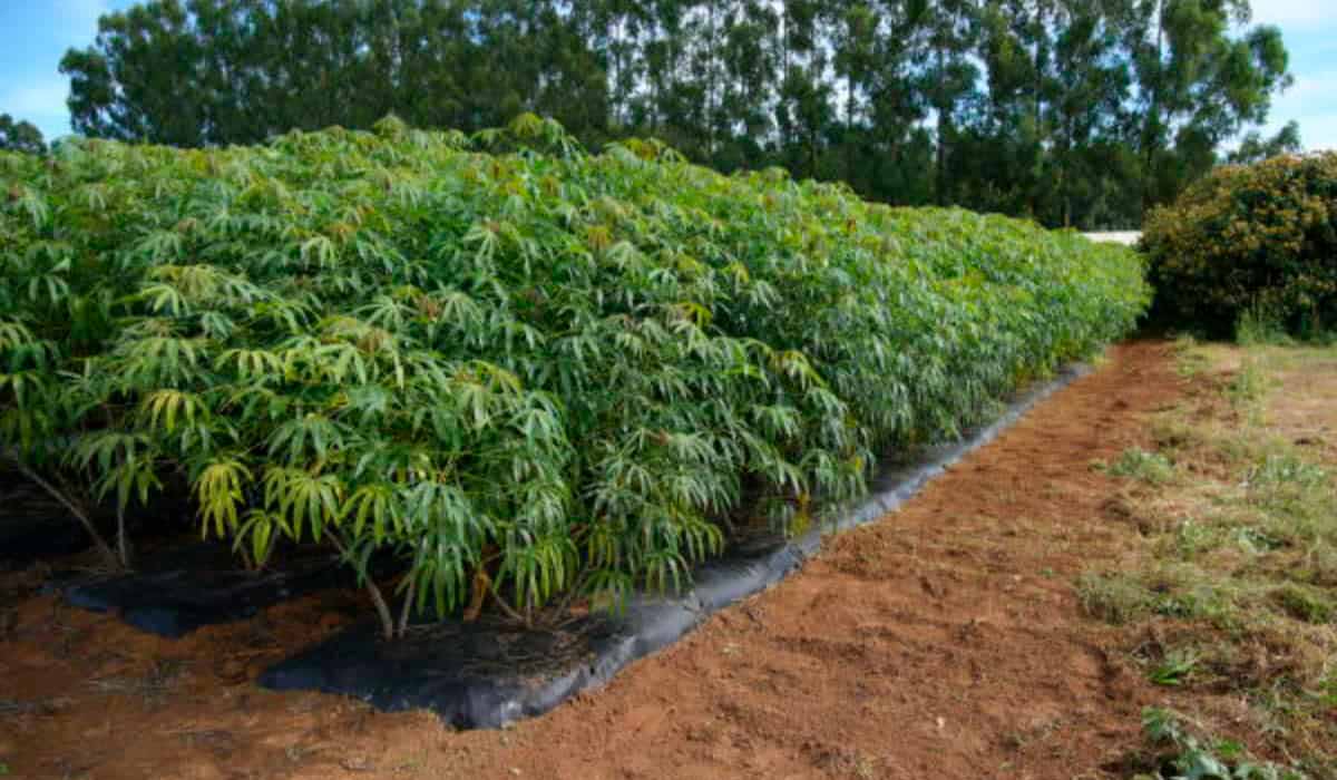 Cultivo de mandioca com cobertura plástica do solo