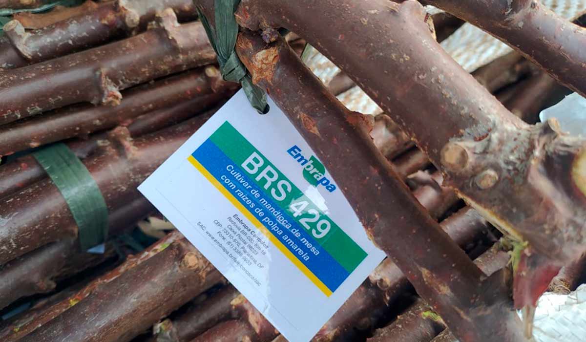 Amostras promocionais de ramas de mandioca da BRS 429 - Foto: Juliana Caldas