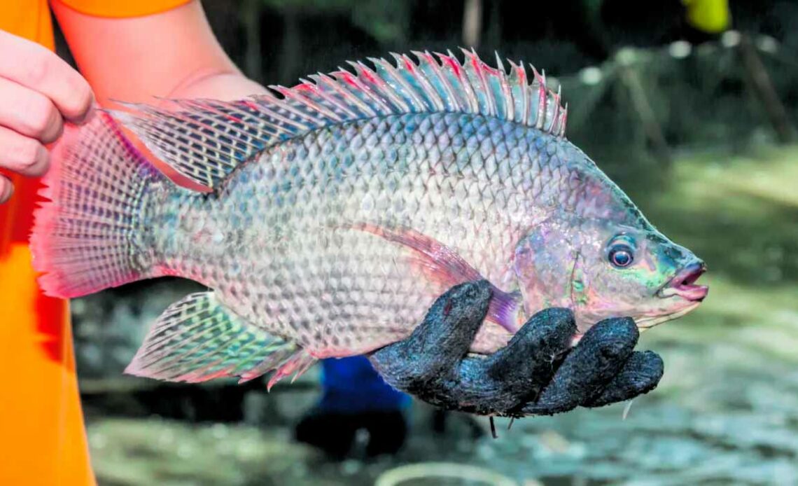 Tilápia-do-Nilo (Oreochromis niloticus)