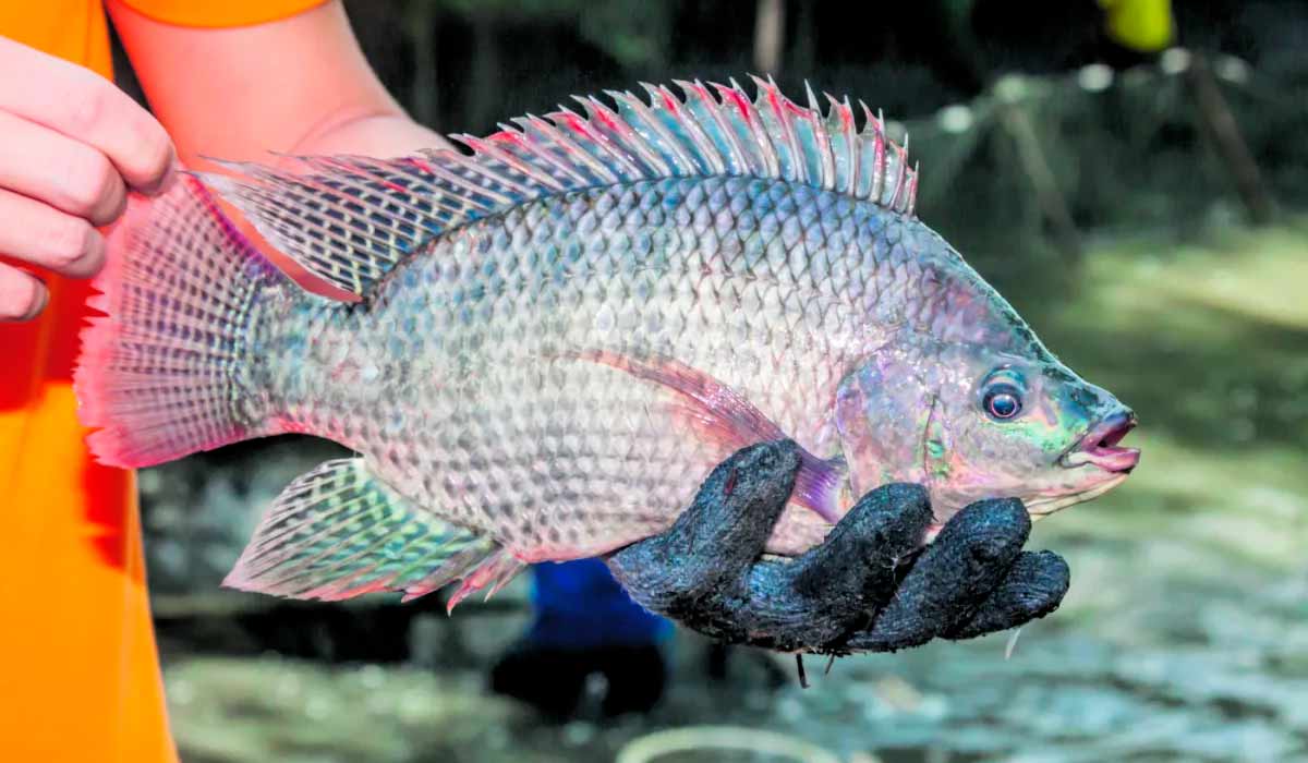 Tilápia-do-Nilo (Oreochromis niloticus)