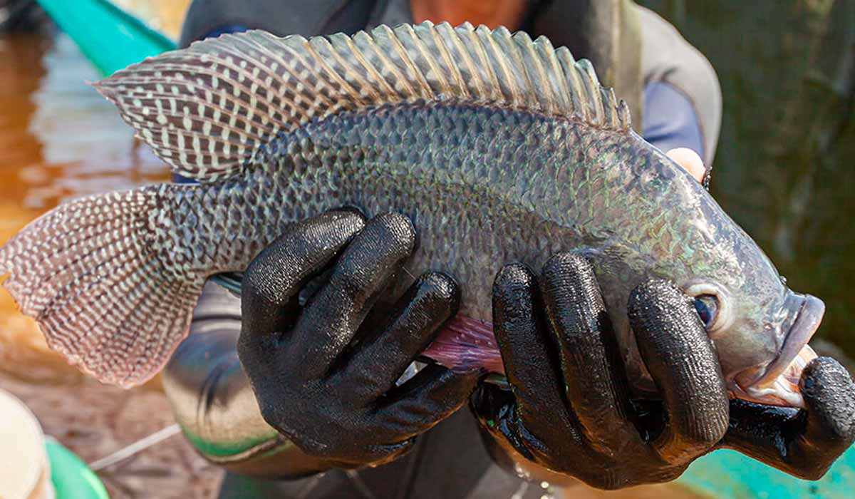 Tilápia-do-Nilo (Oreochromis niloticus) - Foto: Jefferson Christofoletti