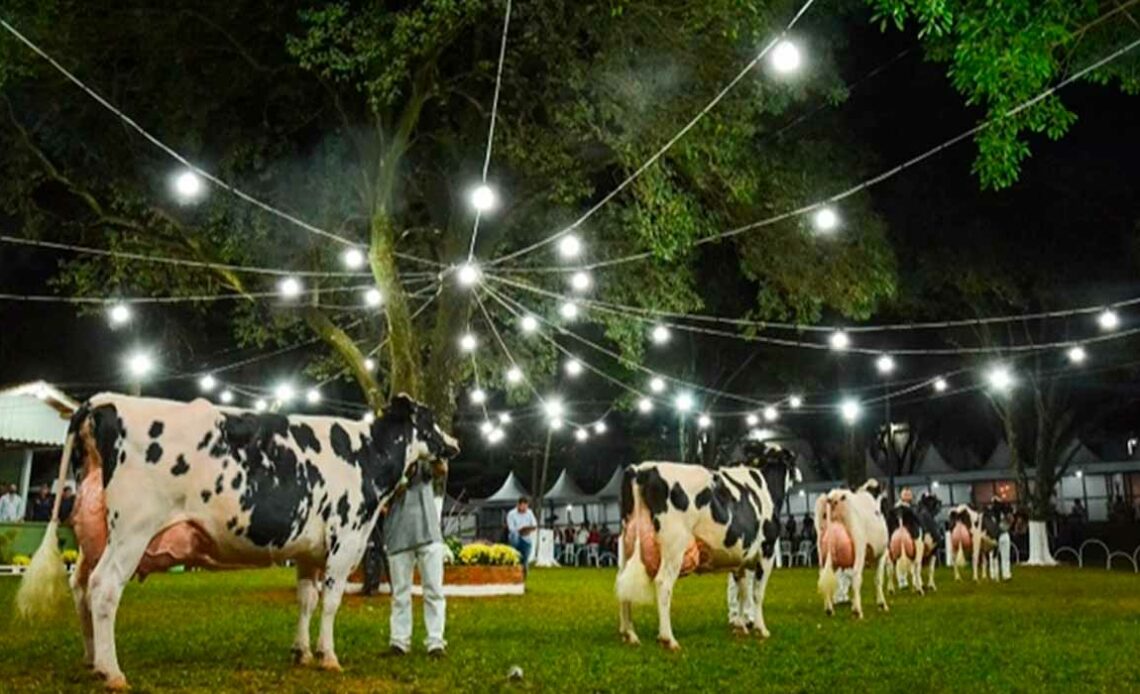 Vacas holandesas na pista de julgamento