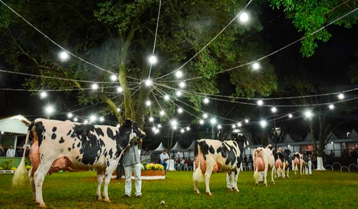 Vacas holandesas na pista de julgamento