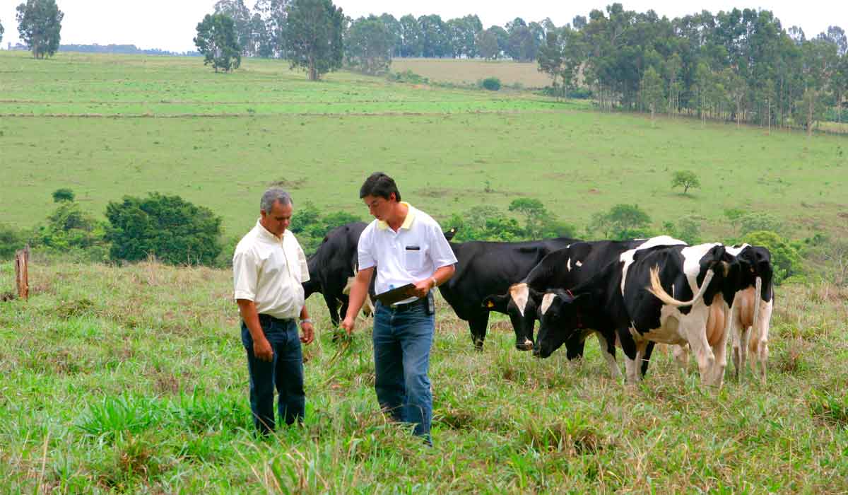 Criador de gado leiteiro recebendo orientações do extensionista