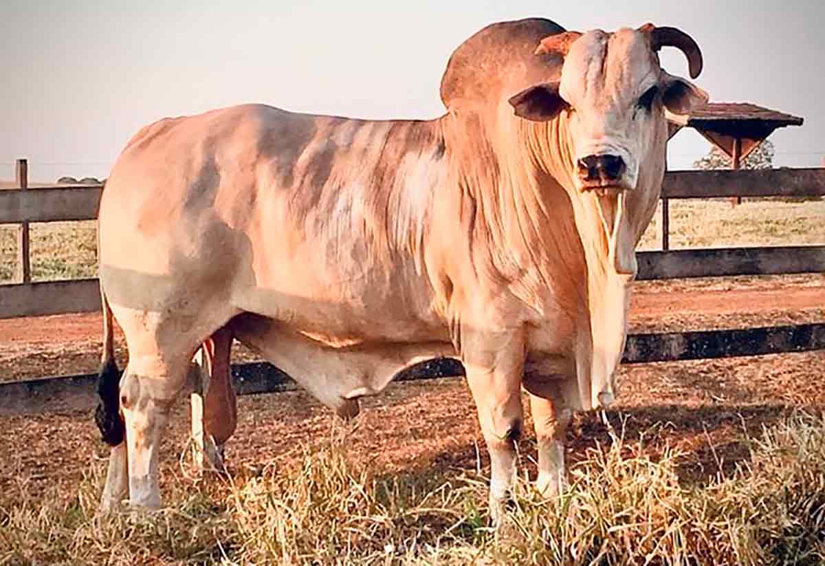 O raçador nelore Bingar da AT O raçador nelore Bingar da AT