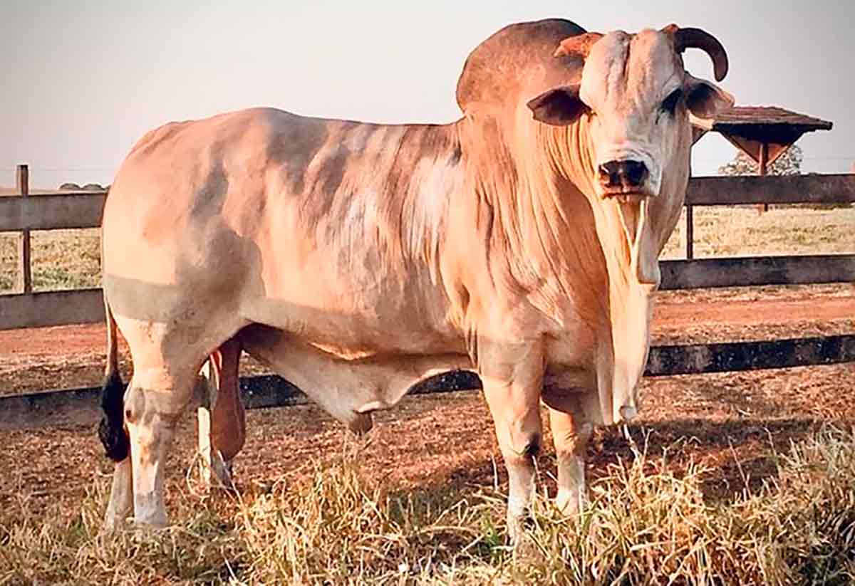 O raçador nelore Bingar da AT