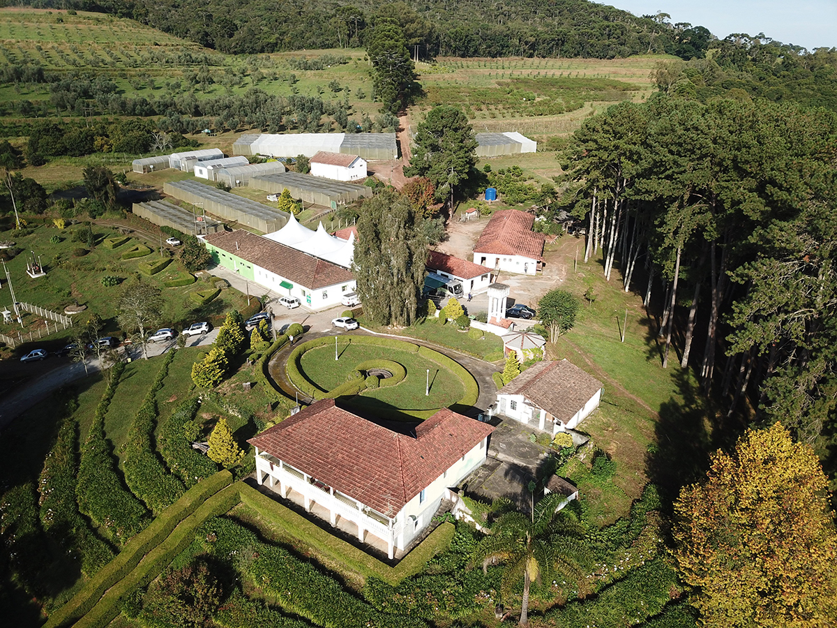 Campo Experimental de Olivicultura da Epamig de Maria da Fé, MG