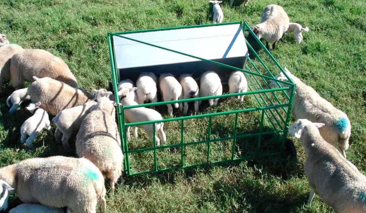 Sistema de creep feeding para ovinos
