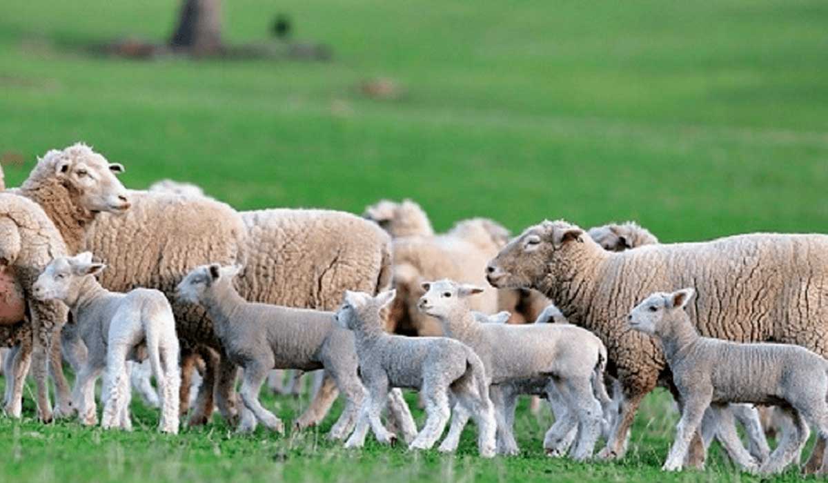 Ovelhas com cordeiros no pasto
