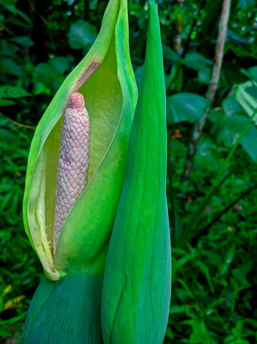 Flor da taioba