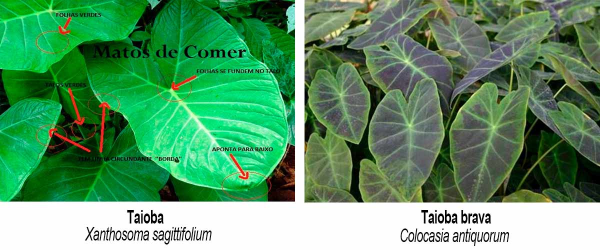 Diferenças entre a taioba e a taioba brava