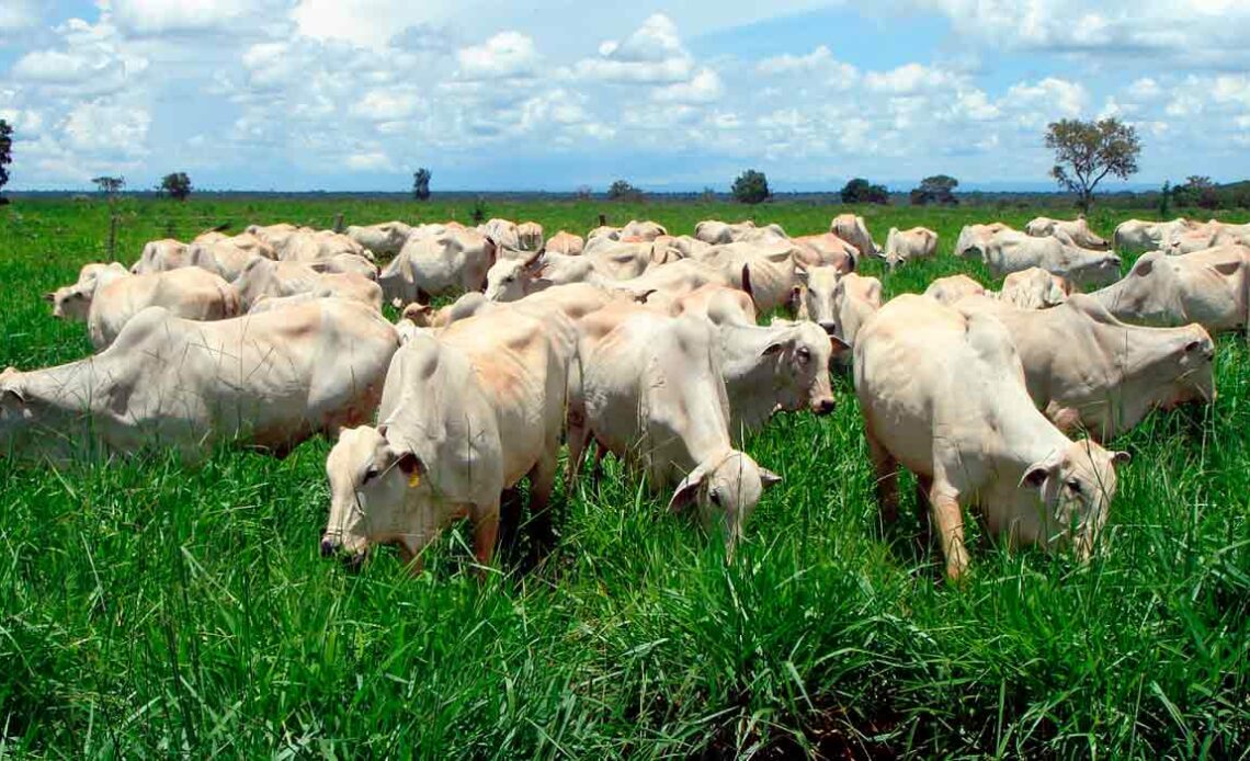 Gado nelore em pasto reformado