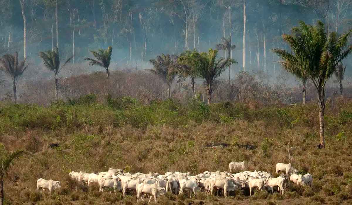Criação extensiva na amazônia