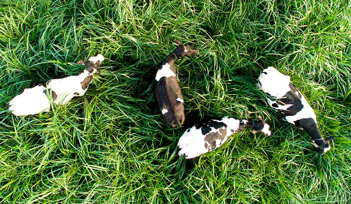 Vista aérea de vacas pastando