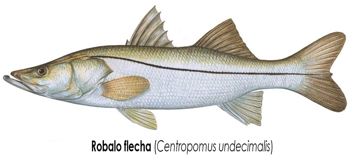 Robalo flecha (Centropomus undecimalis)
