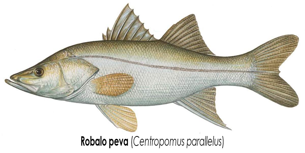 Robalo peva (Centropomus parallelus) Robalo peva (Centropomus parallelus)