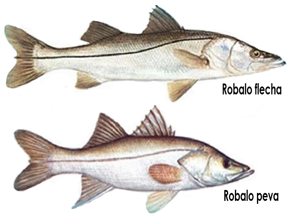 Diferenças entre o robalo flecha e o robalo peva