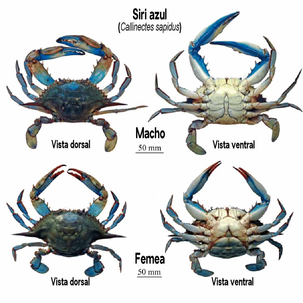 Siri azul (Callinectes sapidus)