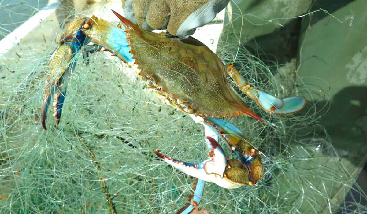 Pesca do siri azul (Callinectes sapidus)