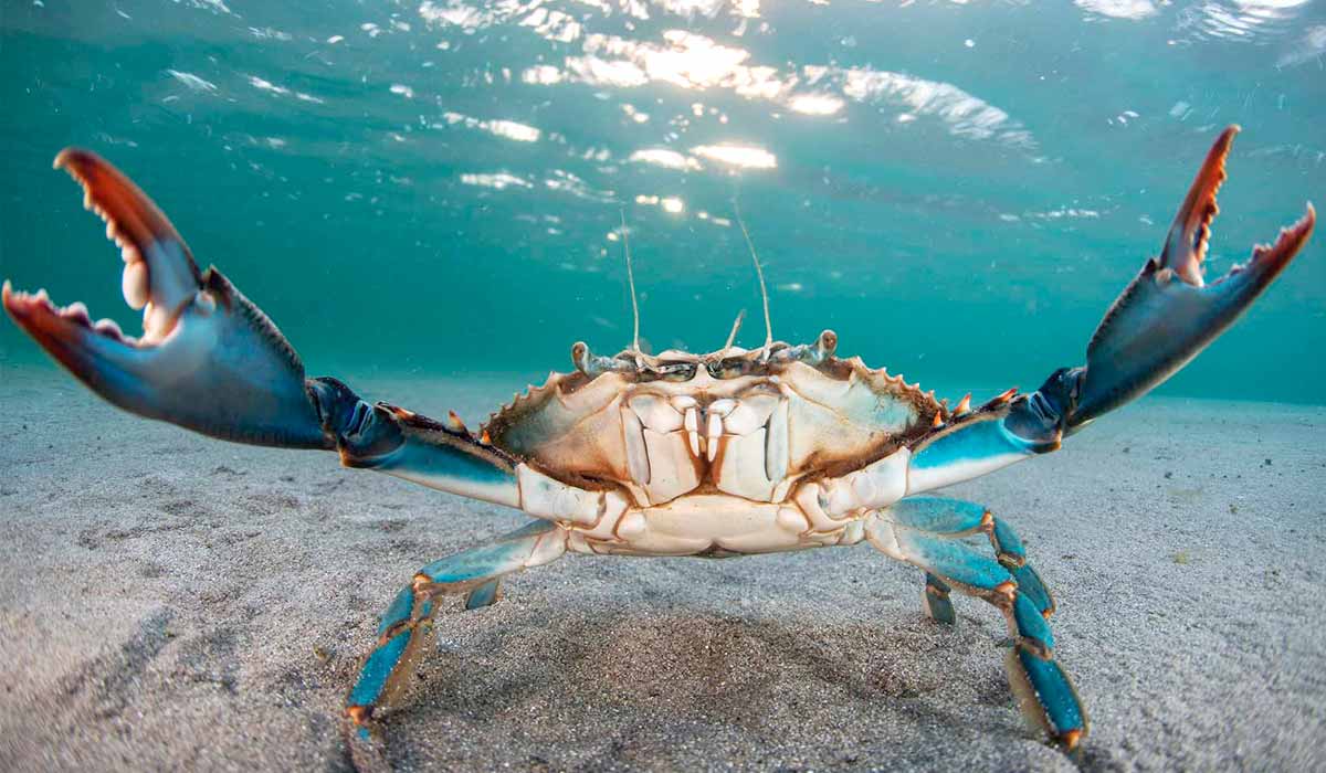 Siri azul (Callinectes sapidus)