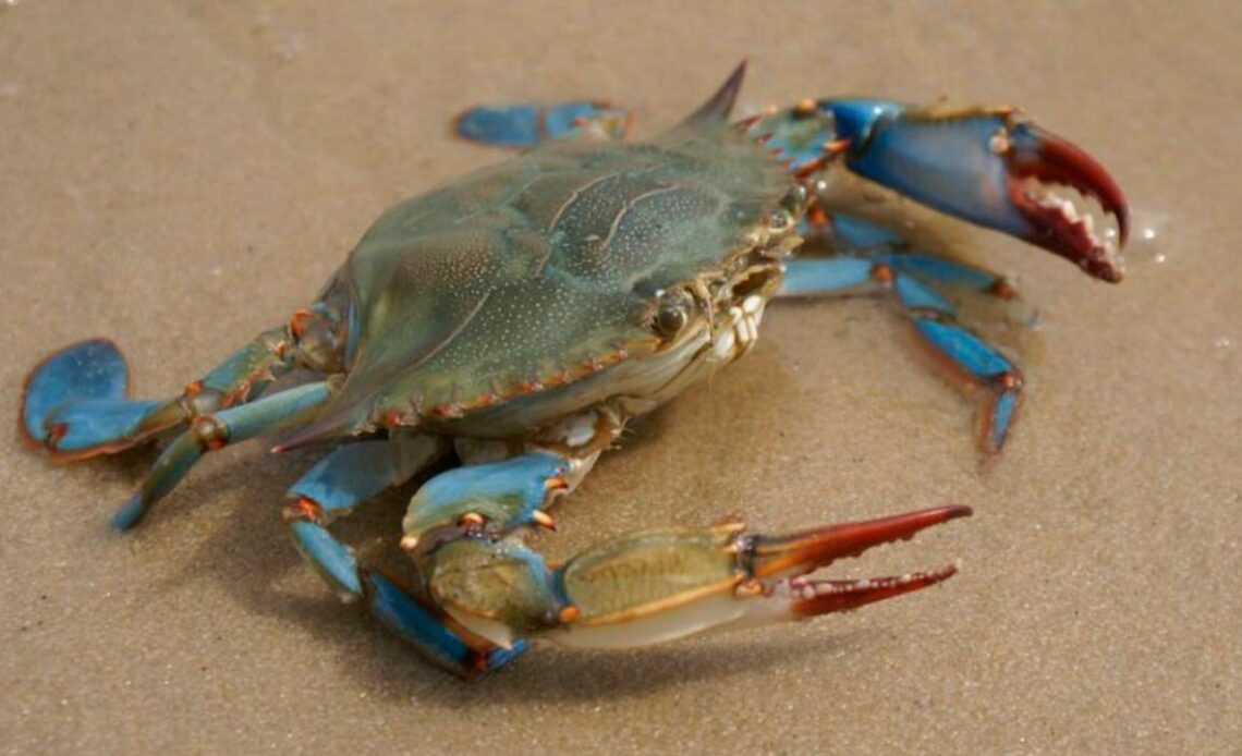 Siri azul (Callinectes sapidus)