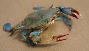 Siri azul (Callinectes sapidus)