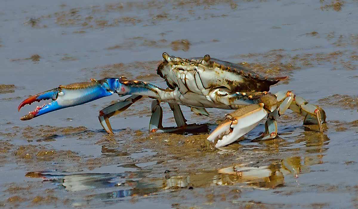 Siri azul (Callinectes sapidus) Siri azul (Callinectes sapidus)