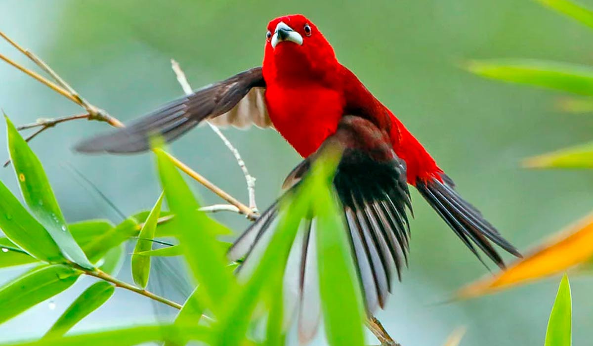 Tiê-sangue (Ramphocelus bresilius) em vôo