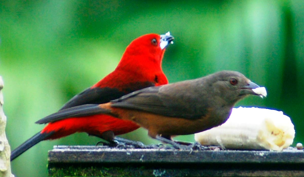 Casal de Tiê-sangue (Ramphocelus bresilius) no comedouro