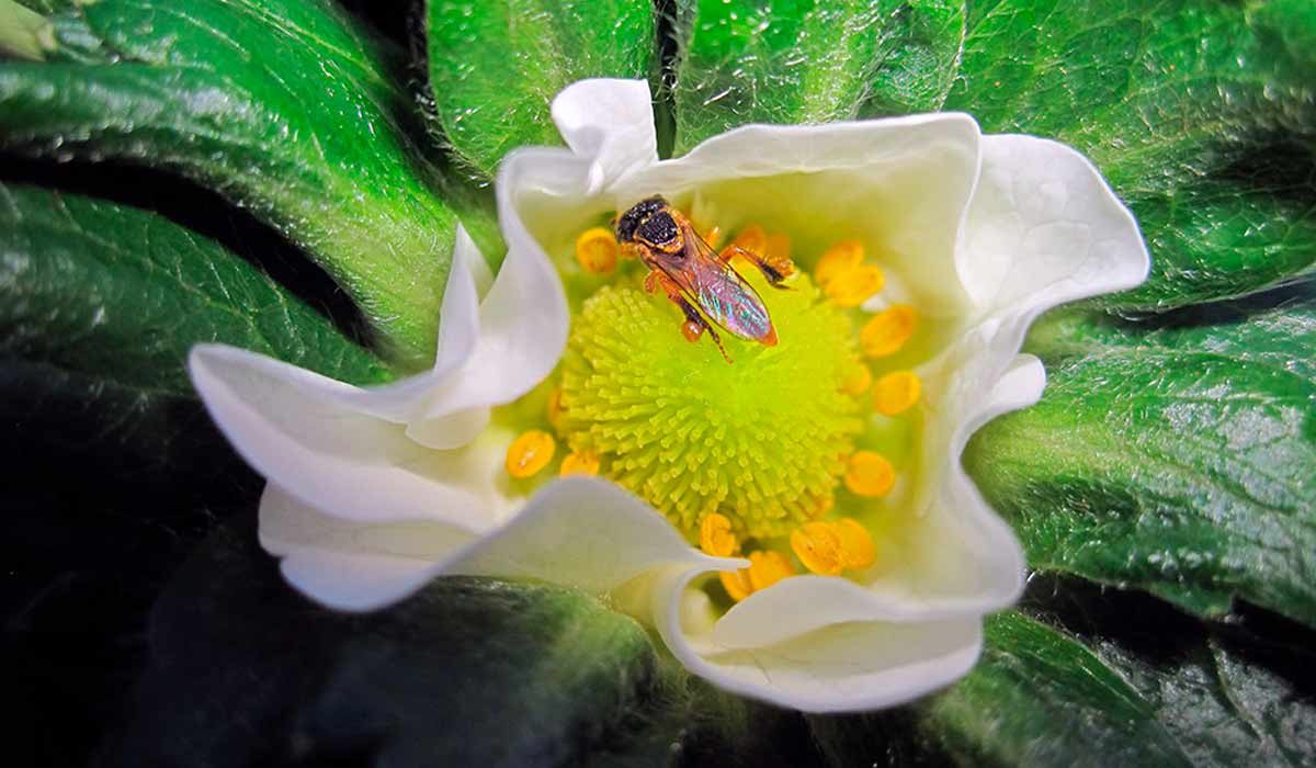 Abelha na flor de morango