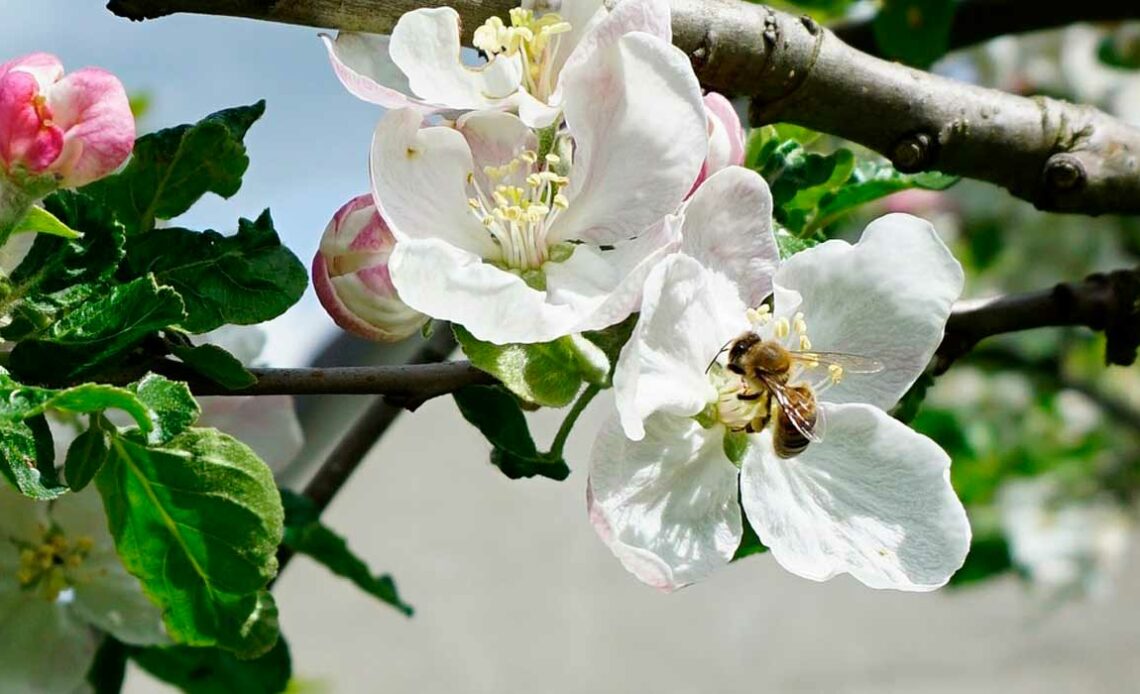 Abelha na flor da macieira