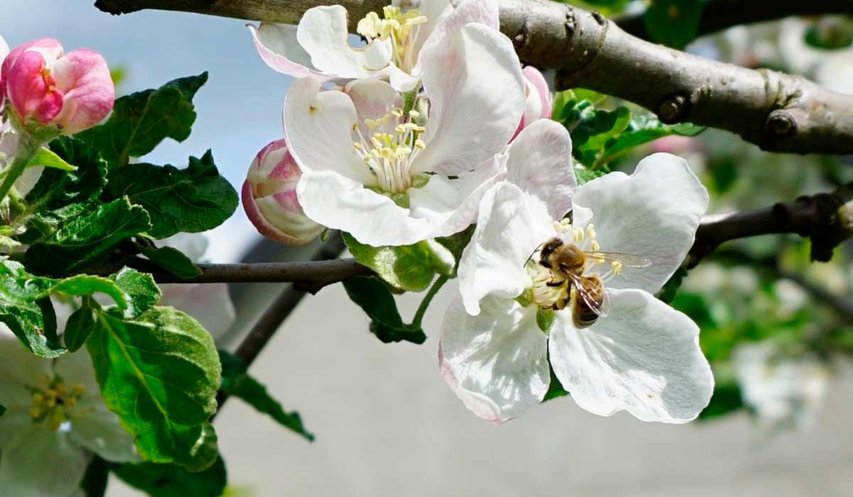 Abelha na flor da macieira