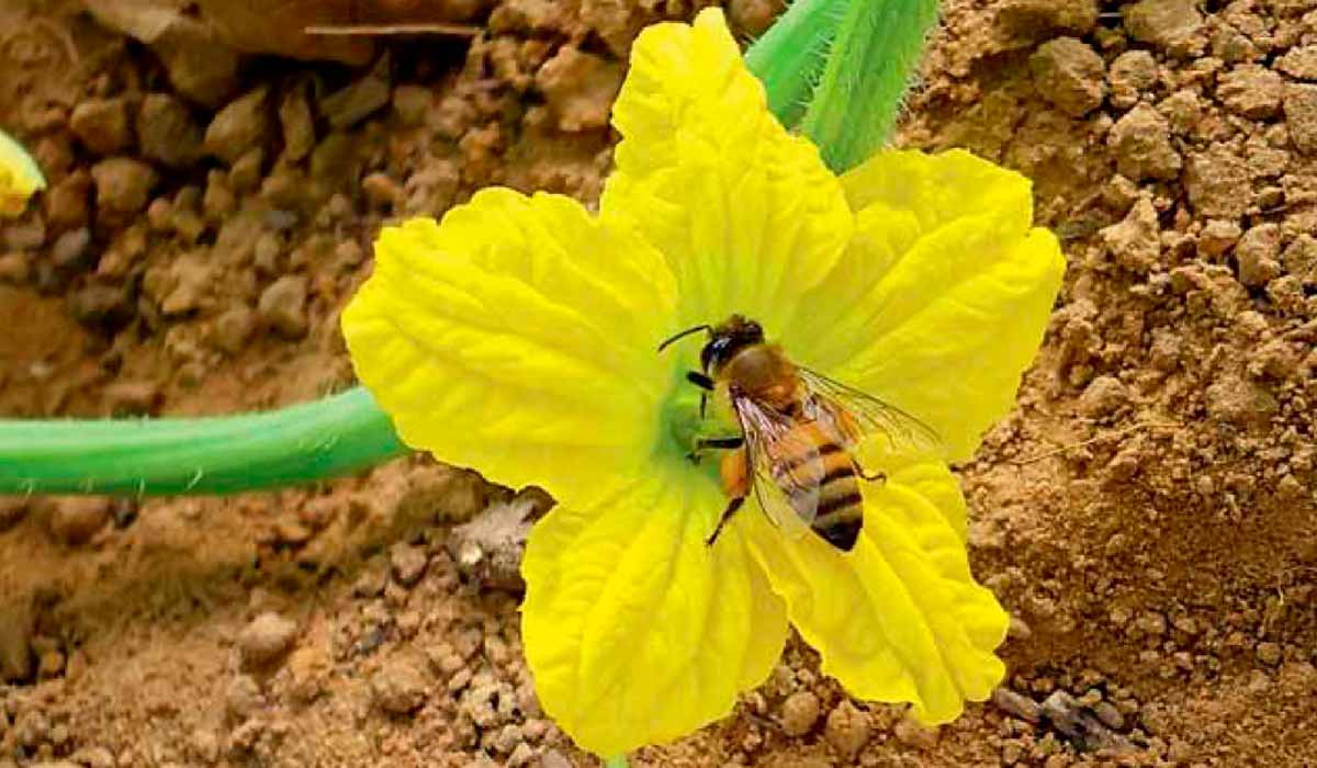 Abelha na flor da melancia