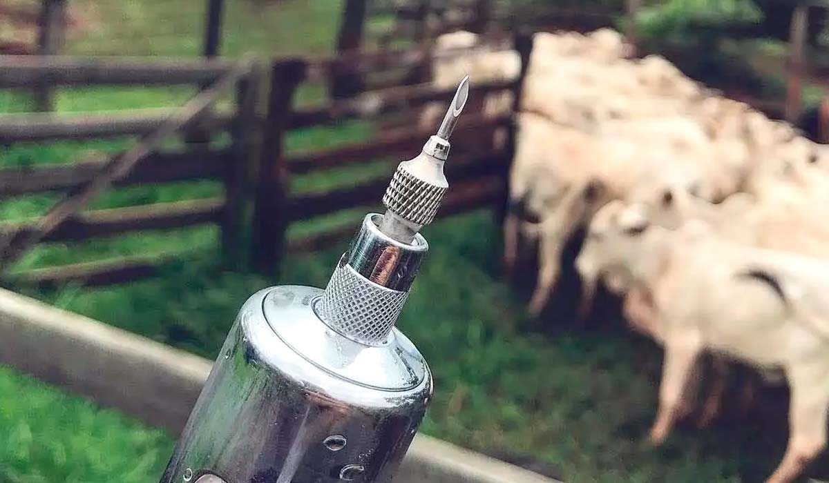 Pistola de vacinação em destaque e gado ao fundo